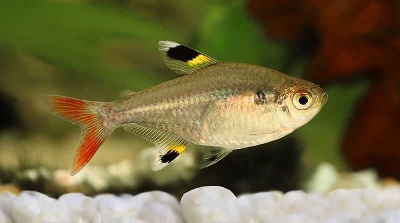 Prystelka (Pristella maxillaris)