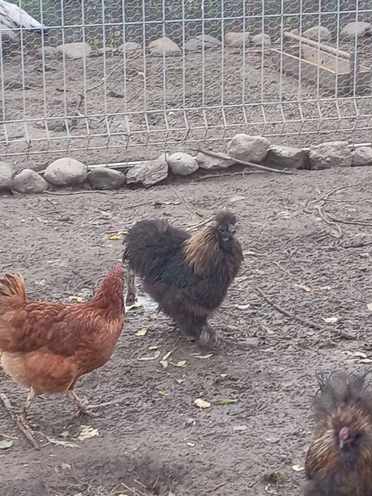 Sprzedam koguta rasy silka