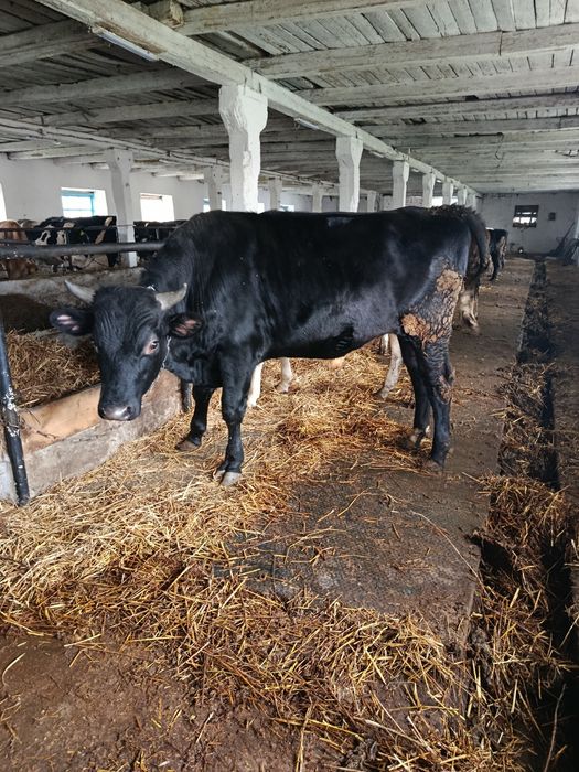 Продам бичка голштиноджерсеї