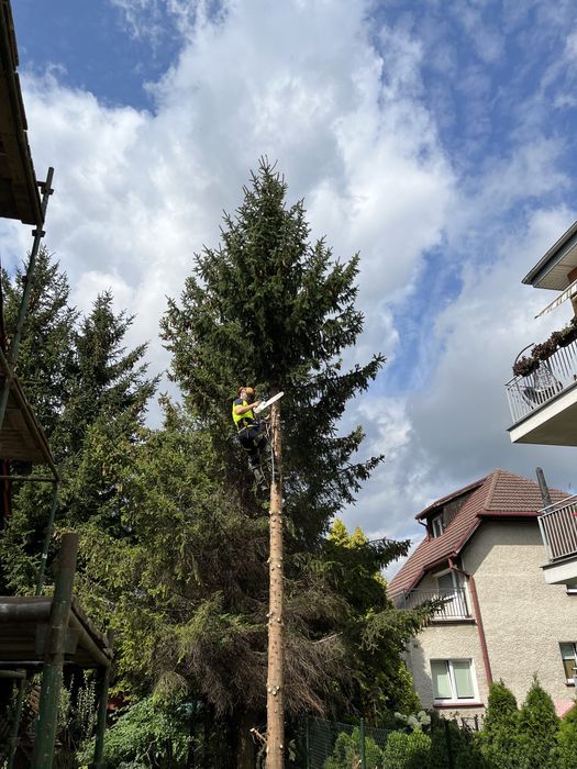 Alpinistyczna wycinka drzew, pielegnacja drzew, formowanie zywoplotów