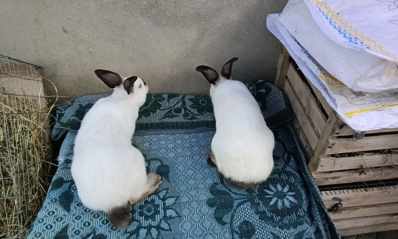 Кролики породи Каліфорнія віком 3,5 місяців самці