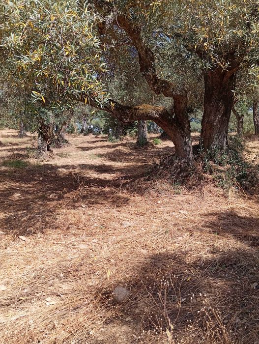 Terreno agrícola em Aldeia do Bispo/Penamacor com 1 hectare.