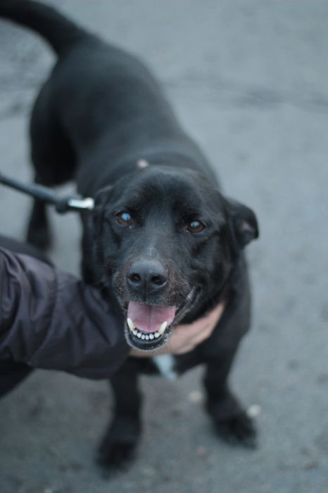 Przyjacielski, nieduży Doniu do pokochania