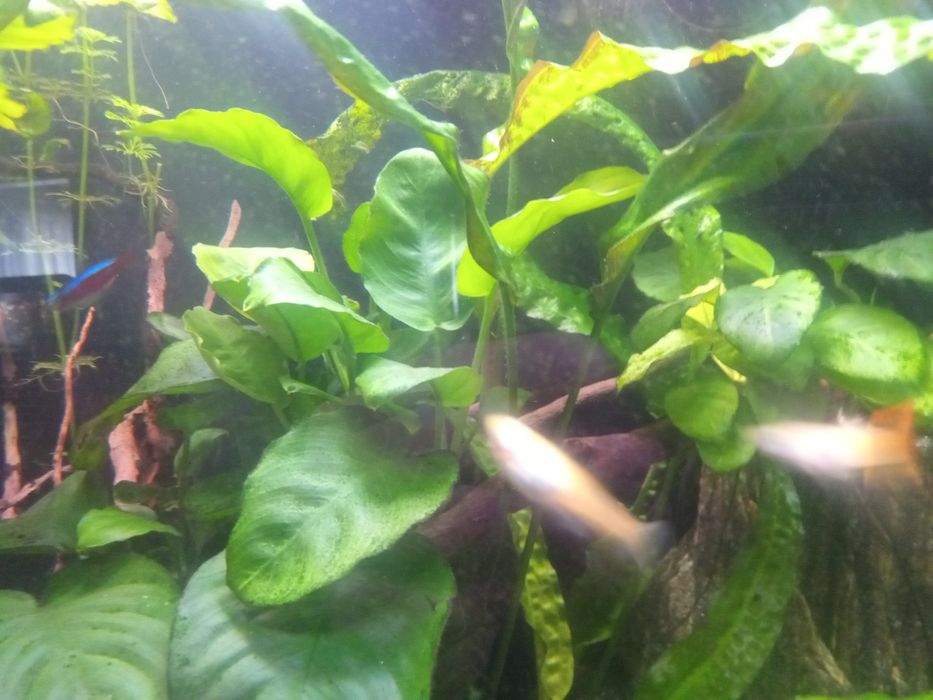 Anubias, duża odnoga, ukorzeniona