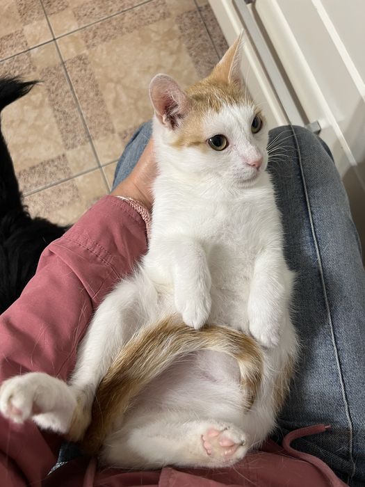 Kochany, tulaśny kocurek Karmelek szuka domku