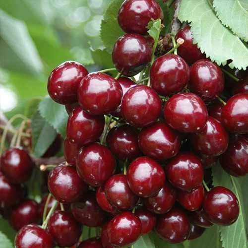 Саджанці колоновидної черешні / Колоновидная черешня. (Розница, Опт)