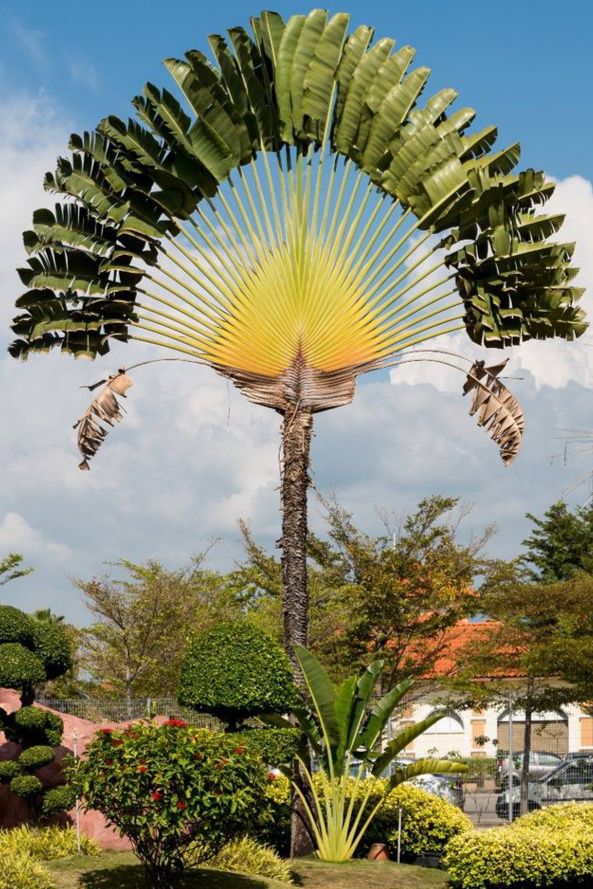 Palmeiras do Viajante Ravenala madagascariensis