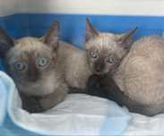 Bebes gatos para adoção responsavel