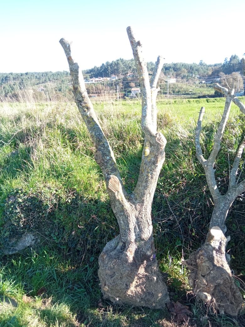 Oliveira Jardim e Plantação