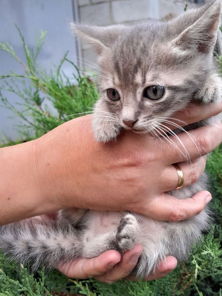 Віддамо кошенят у добрі руки