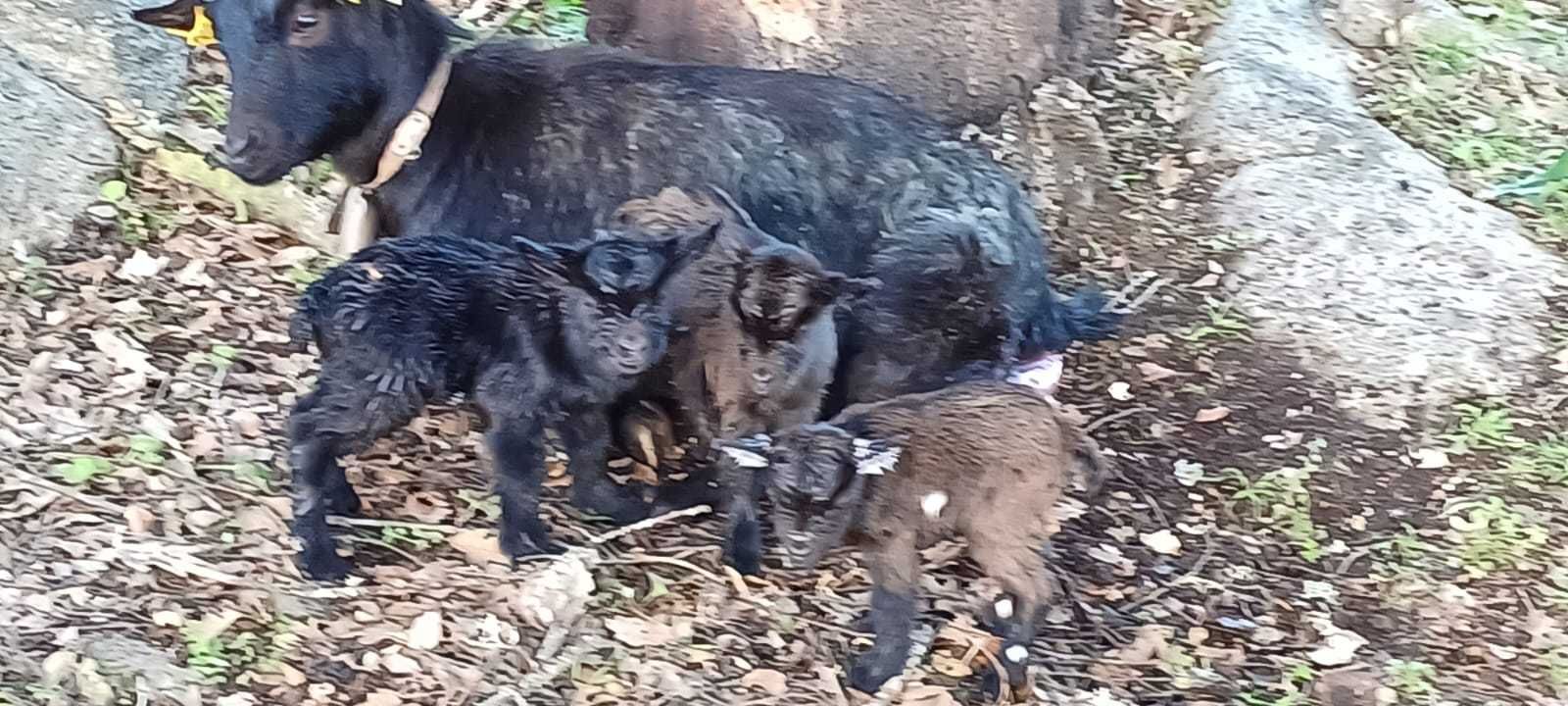 Cabras, cabritos anãs