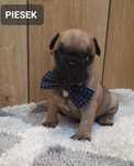 Buldog francuski -PIESEK
