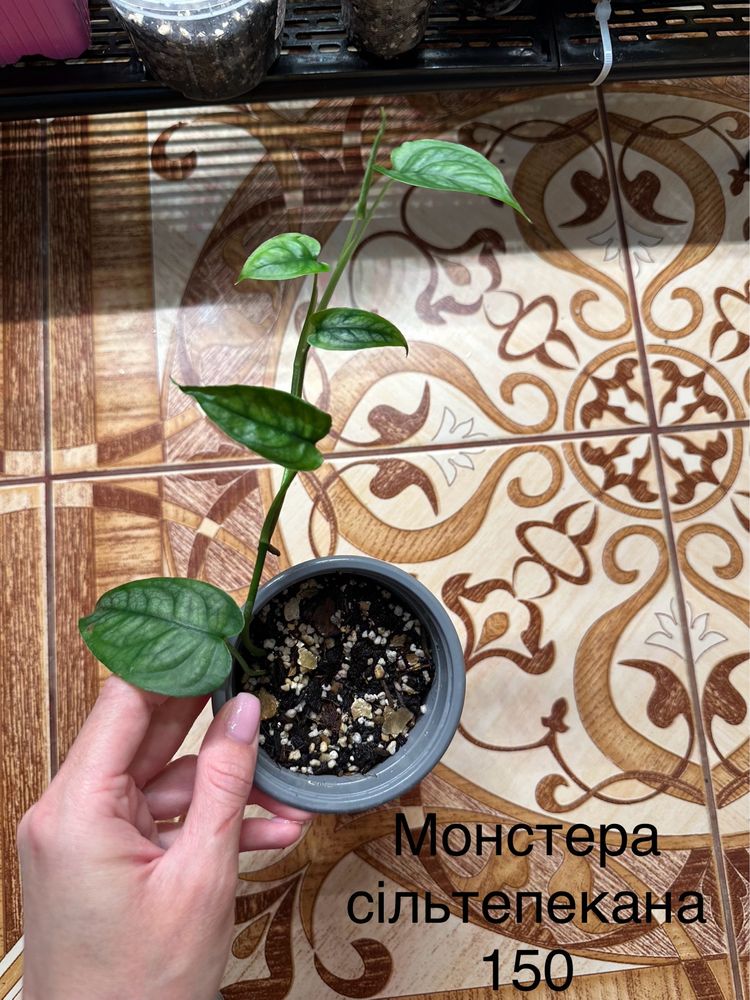 Епіпрепнум, філодендрон, фікус, шлюмбергера