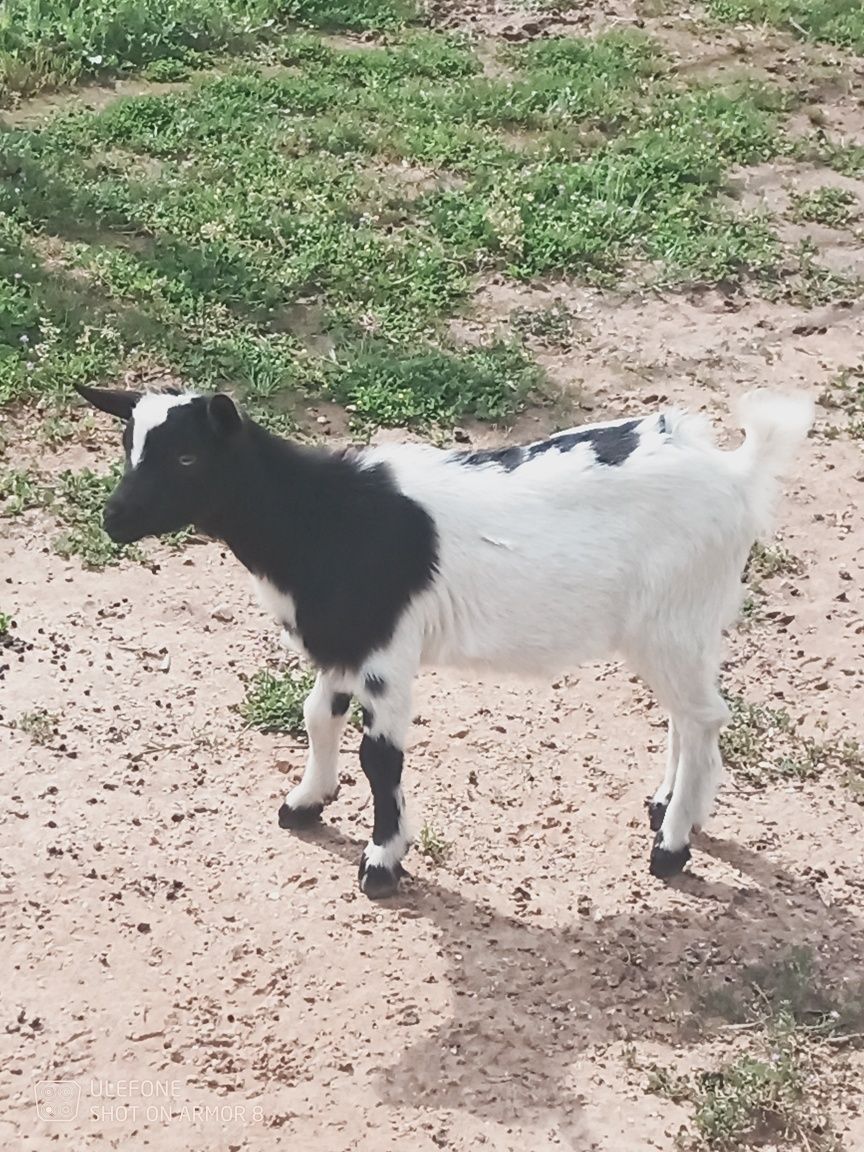 Cabras anãs para venda