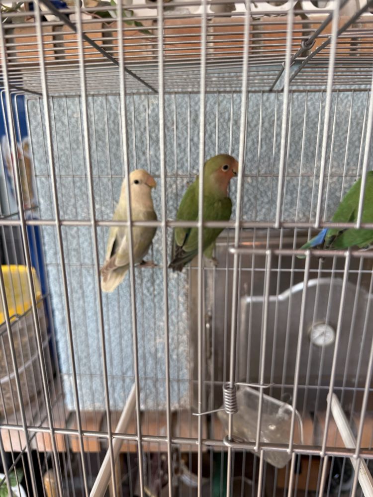 Agapornis de excelente porte