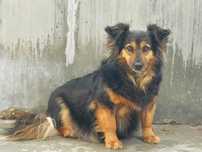 Suczka Misia do adopcji!