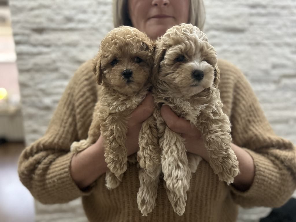 Maltipoo chłopiec Pudel Toy & Maltańczyk