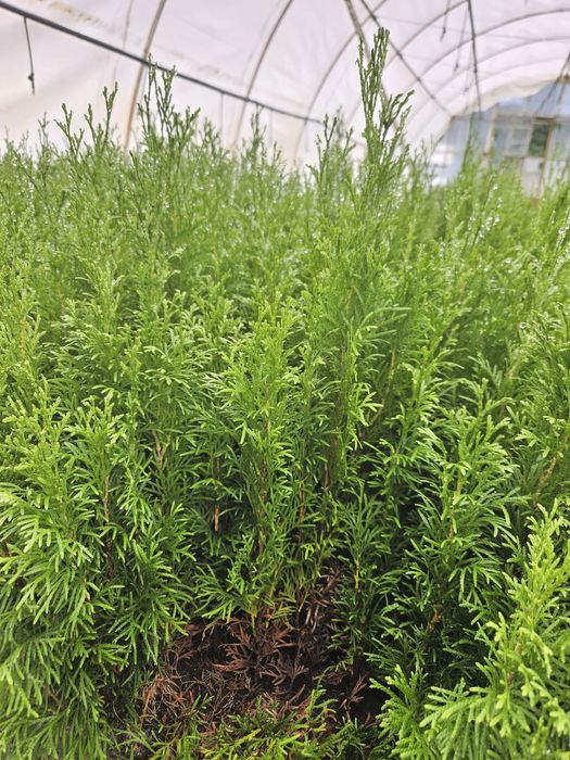 Tuja Smaragd - Szmaragd, trzyletnie sadzonki