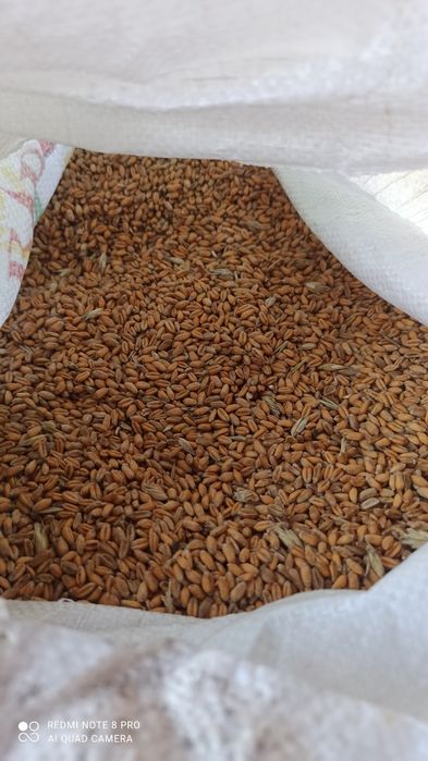 Продам пшеницю з під комбайна, цьогорічна.