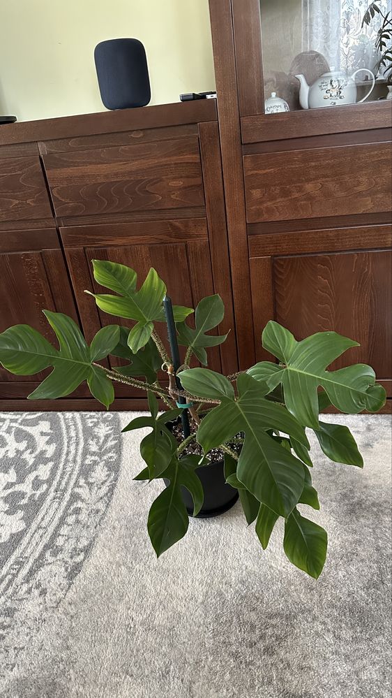 Filodendron Squamiferum