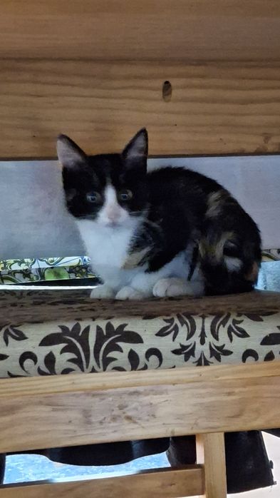 Dá-se gatinhos bebes