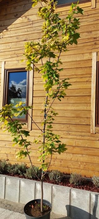 Klon żółty / Acer platanoides Gold