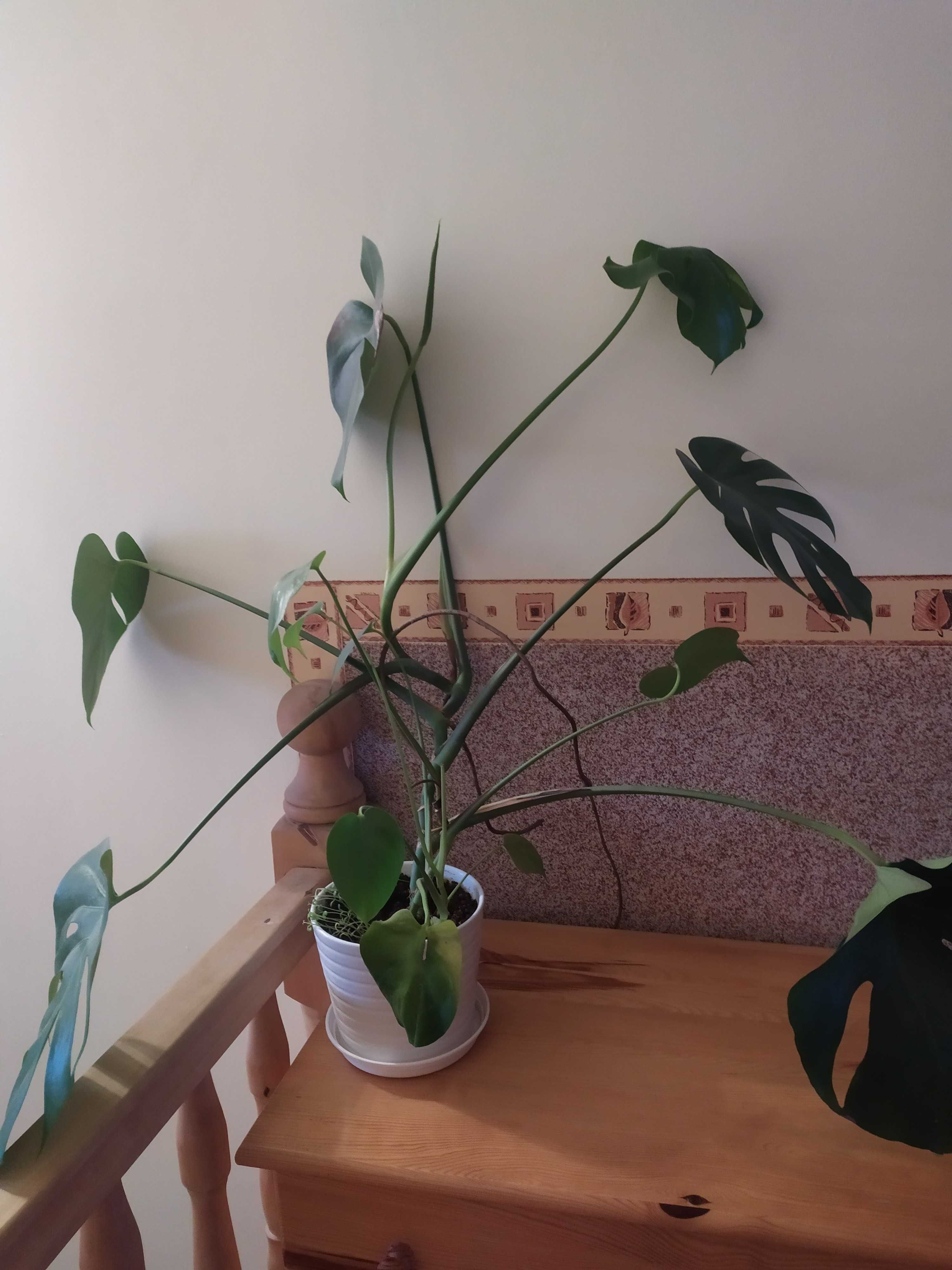 roślina doniczkowa monstera