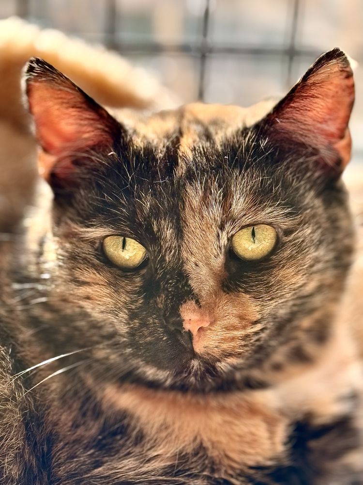 Wyjątkowa kotka Toffi poleca się do adopcji