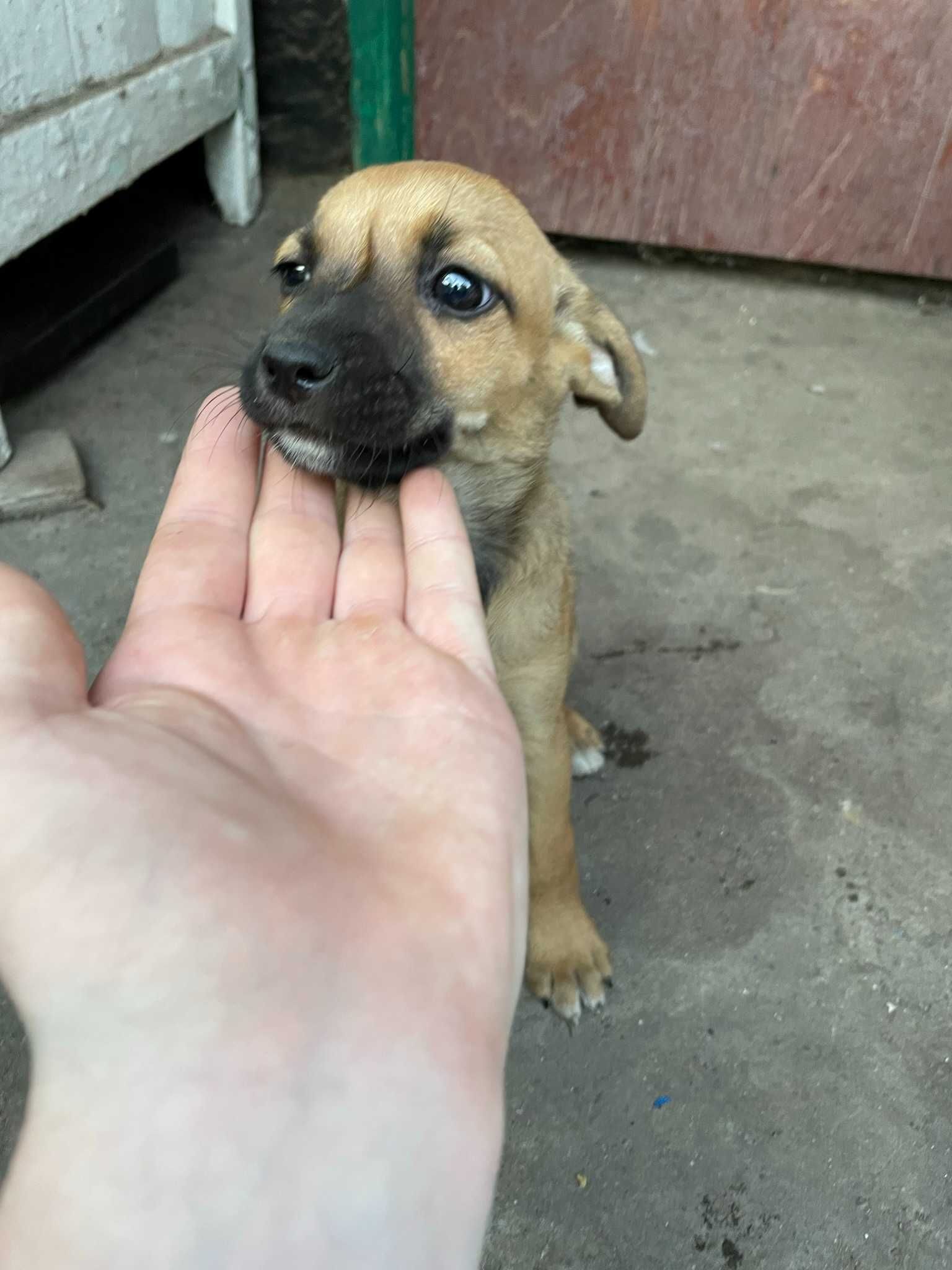 Цуценята в добрі ручки!