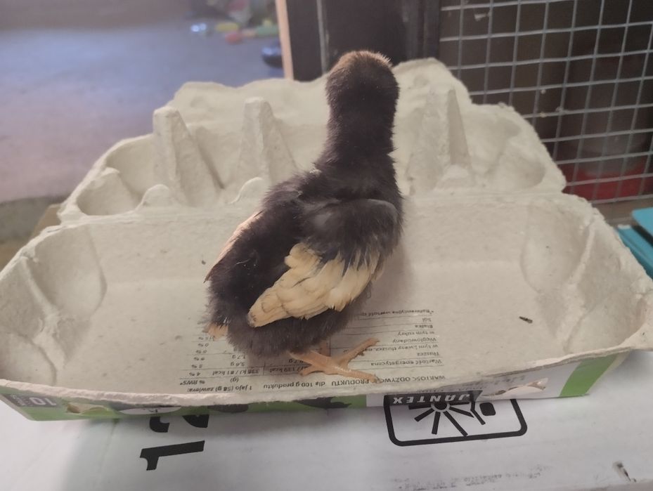 Pisklęta kur vorwerk kurczęta