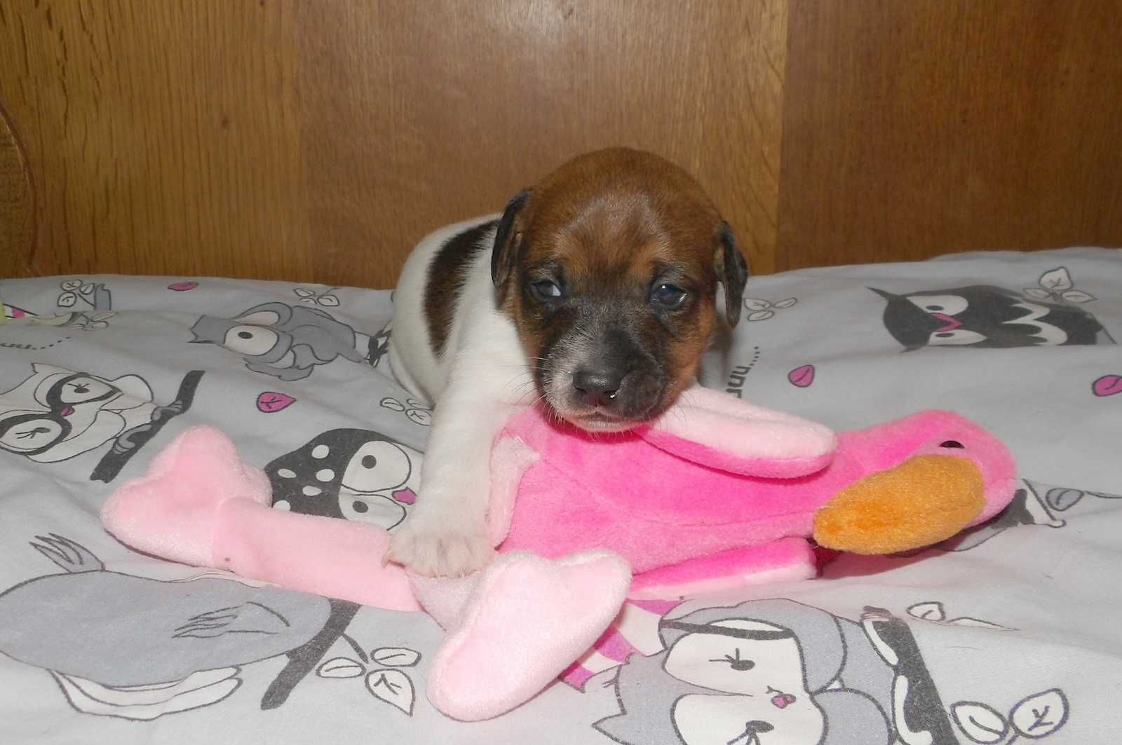 Jack Russell Terrier suczka FANTA.