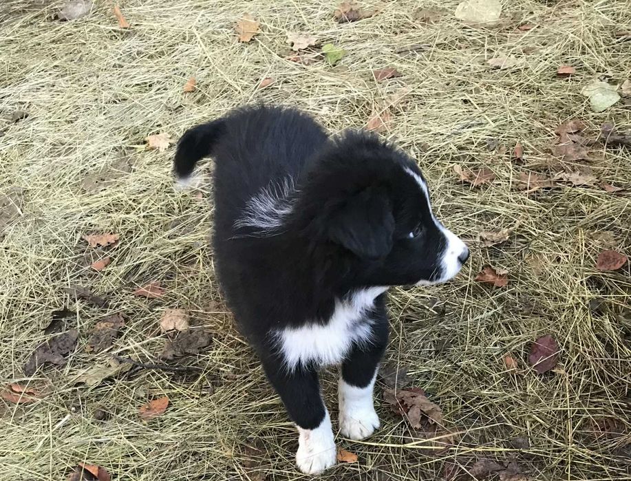 Piesek Border Collie