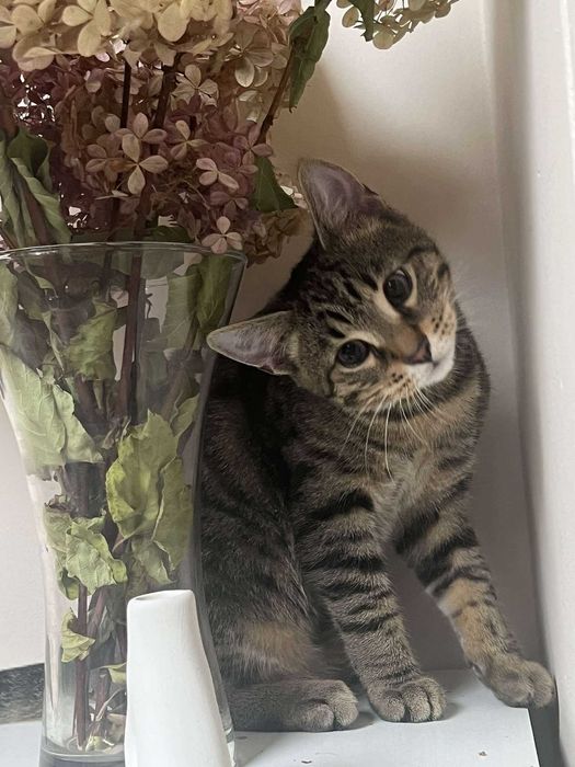 Żwirek dębowy z roztocza 40L dla kota królika gryzoni świnki morskiej