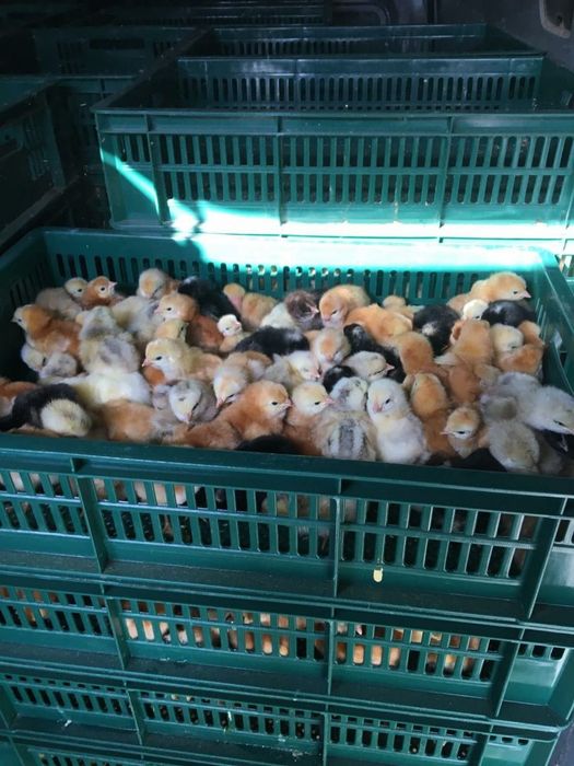 Продаю курчата іспанка та інші