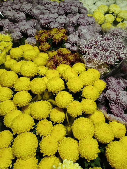 Chryzantemy drobnokwiatowe i wielkokwiatowe