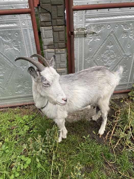 Коза , коза мала два окоти