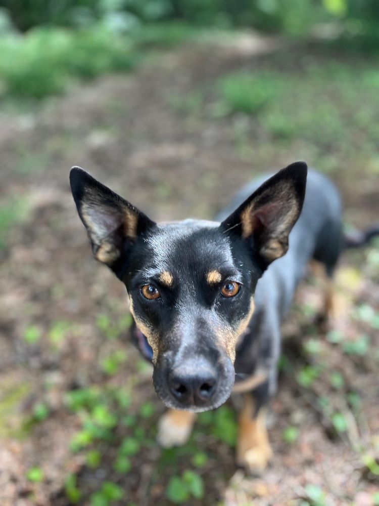 Suczka Nala do adopcji