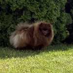 Szpic miniaturowy pomeranian reproduktor