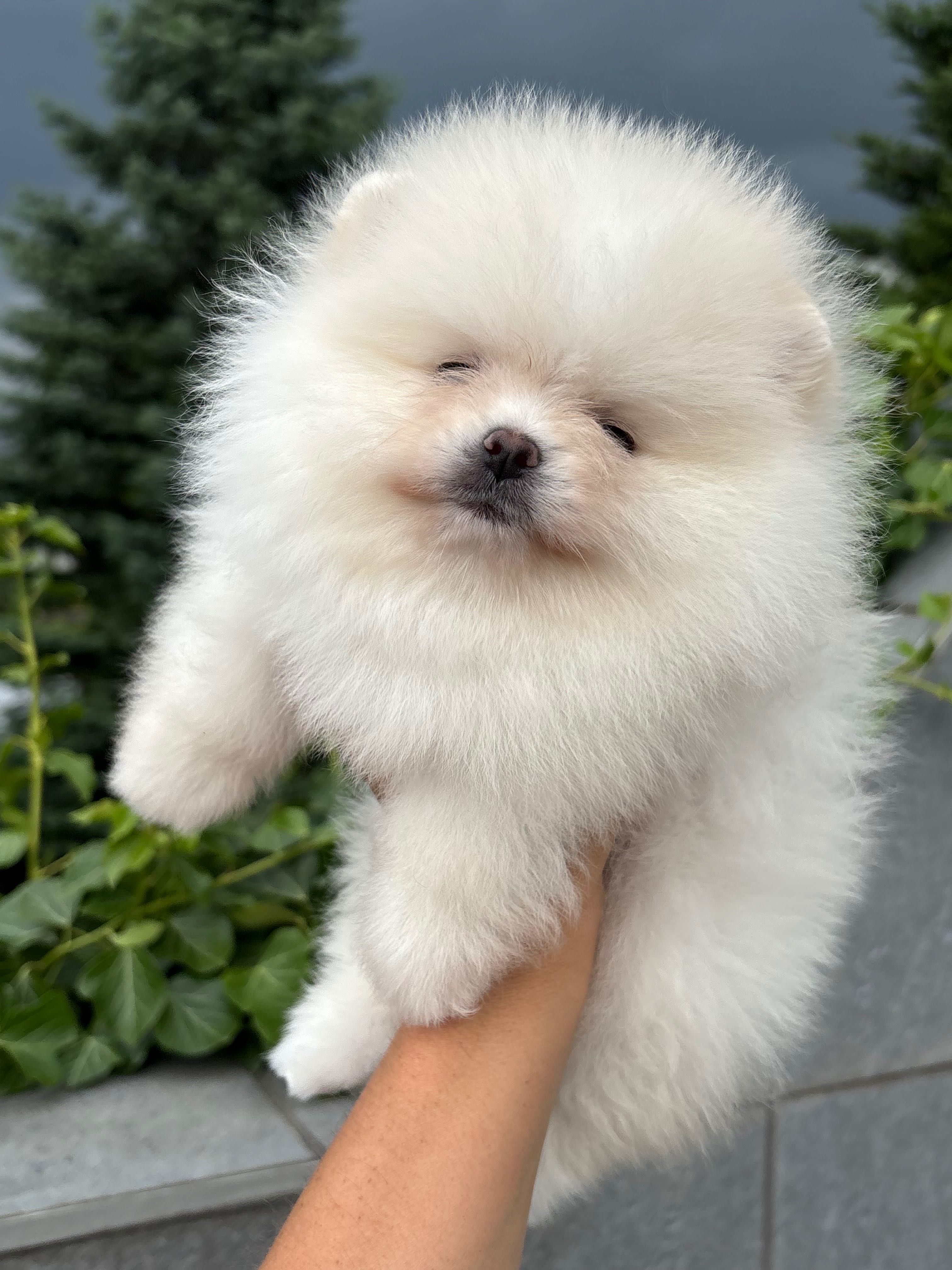 Samiec kremowy FCI zkwp Pomeranian szpic miniaturowy