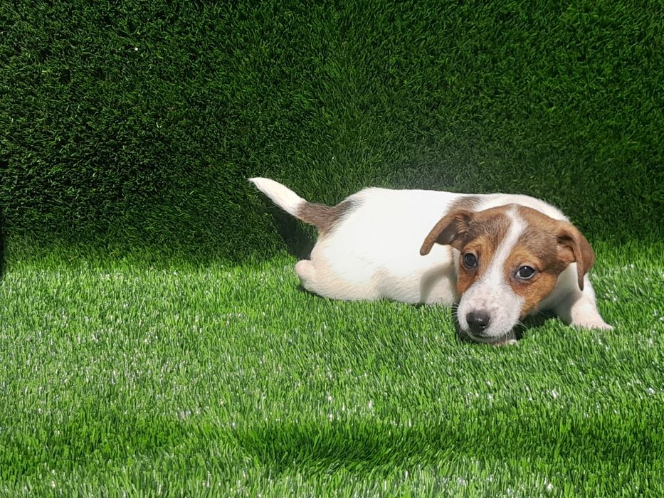 Jack Russell Terrier