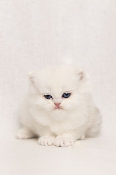 Кошеня британська срібна довгошерста шиншила