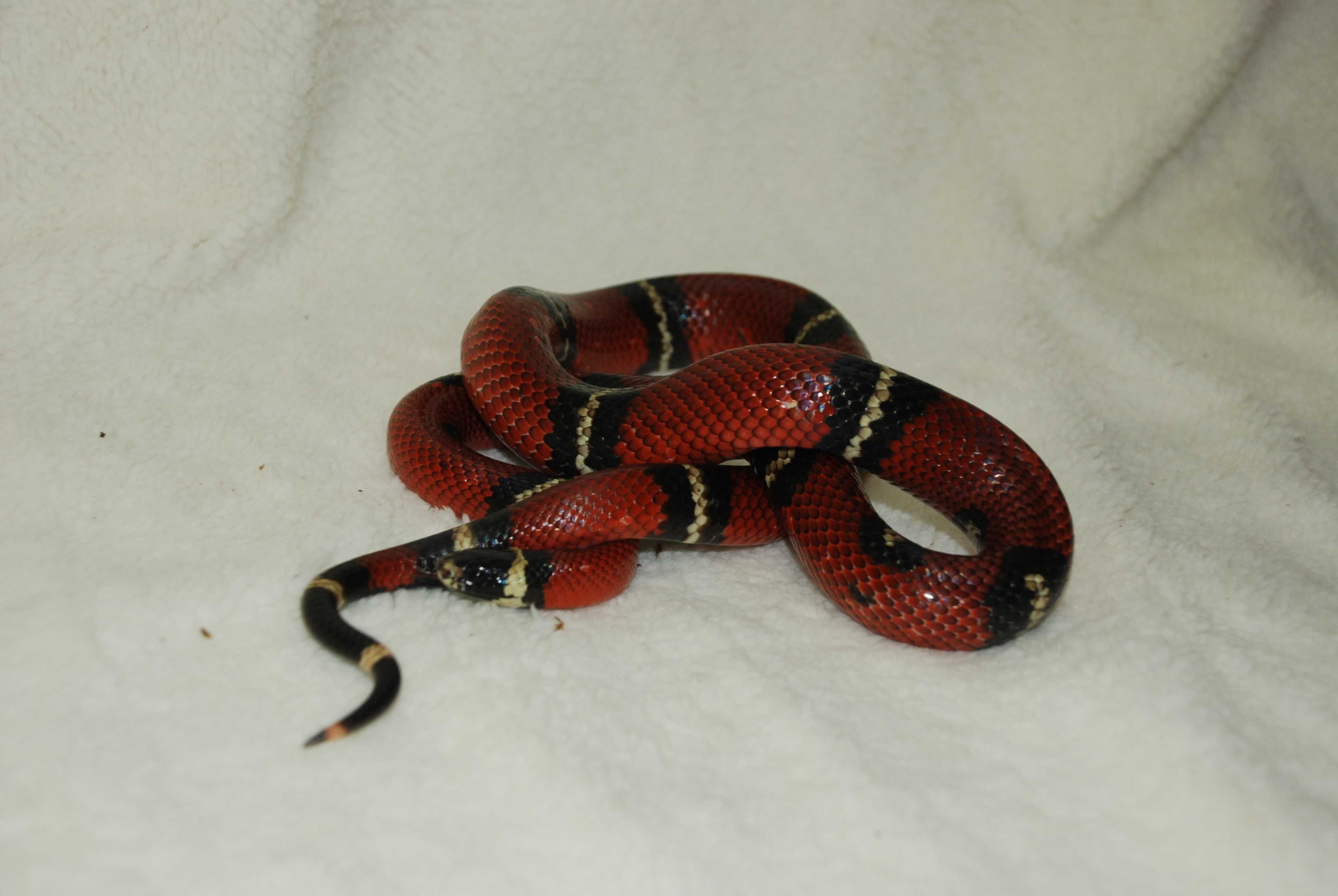Синалойская молочна змія