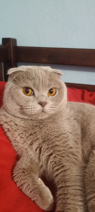 Кішка сіренька.!