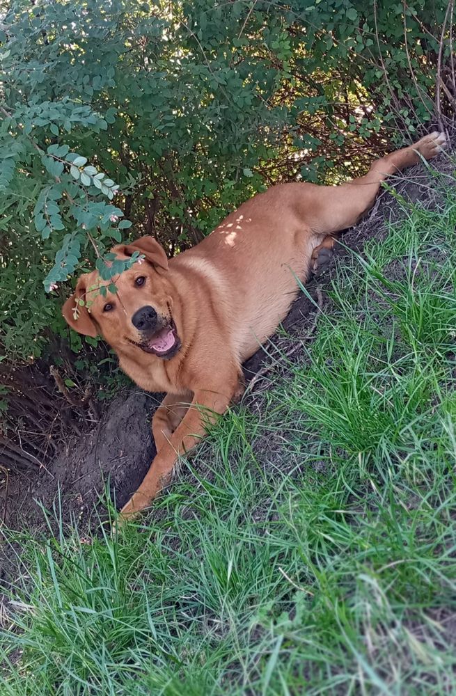 Rocko - młody, kochany pies szuka swojego człowieka