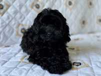 Cockapoo czarna suczka