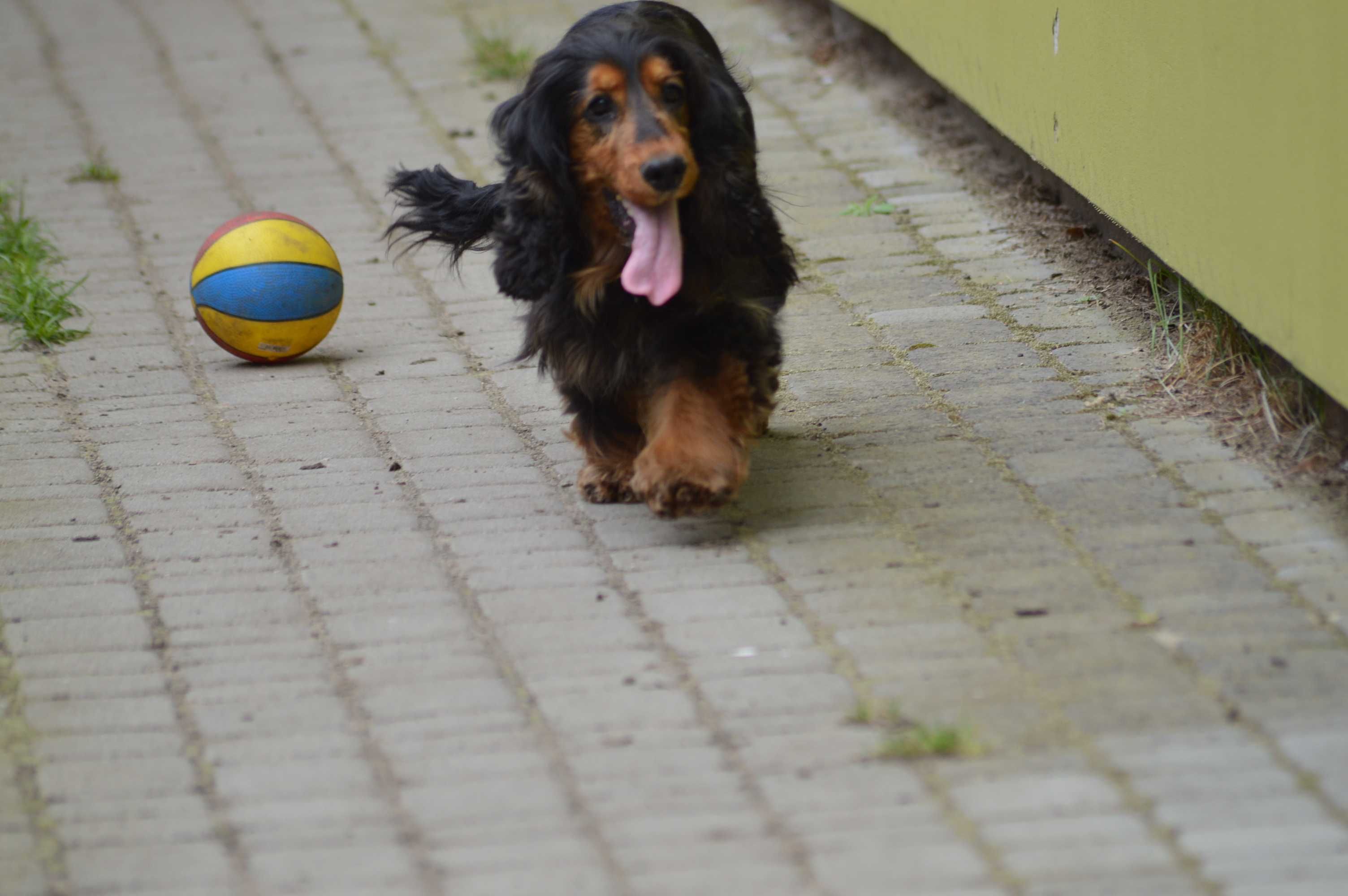 cocker spaniel angielski suczka 24-miesięczna czarna-podpalana