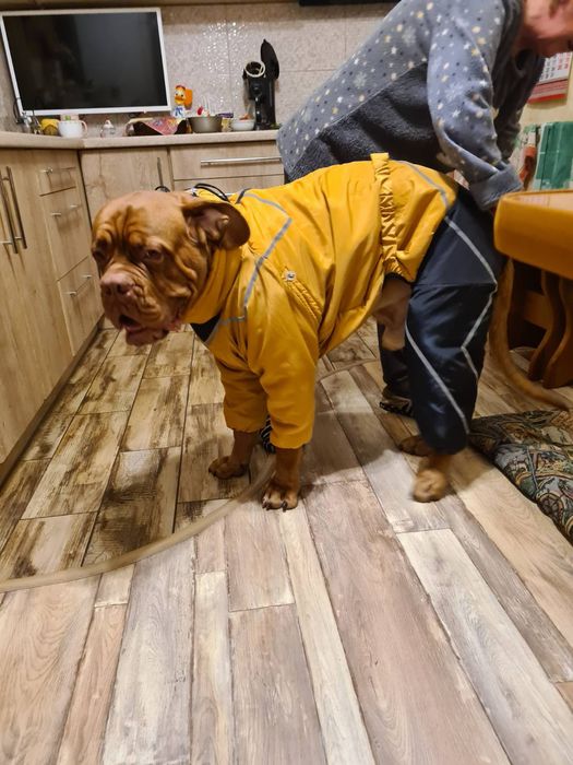 Одежда для собак большие размеры одяг для собак,великі розміри