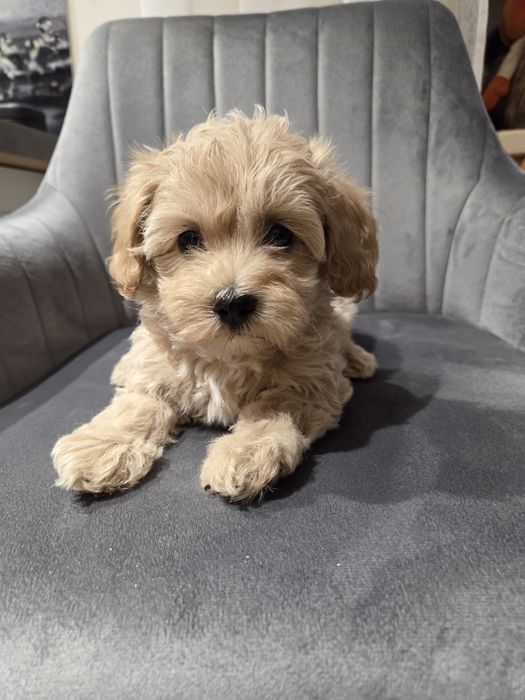 Pudel & maltańczyk maltipoo szczeniak