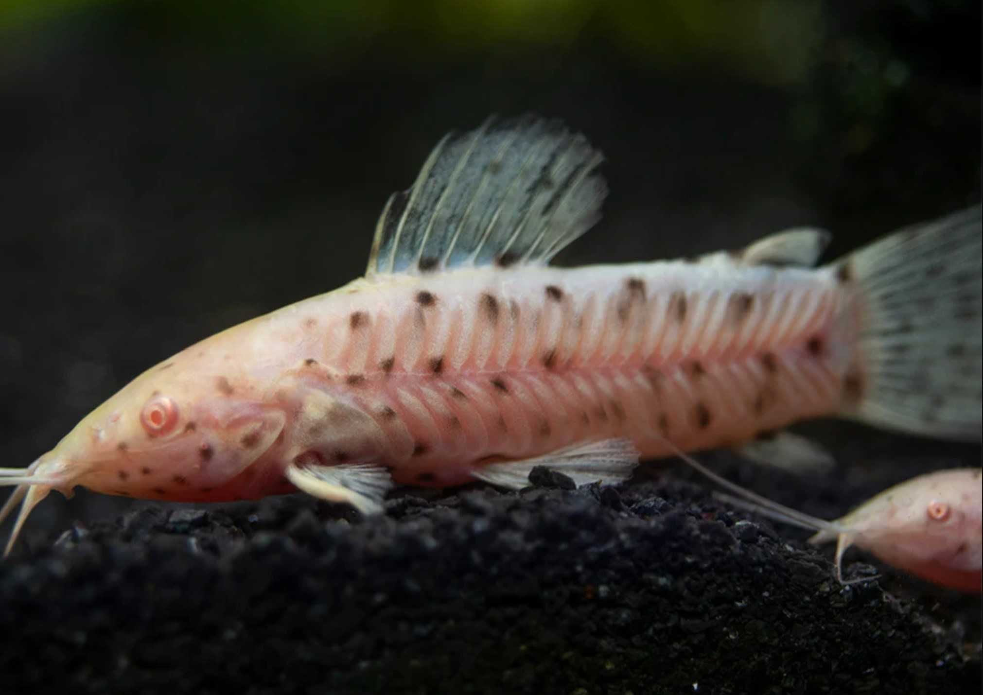 Kiryśnik czarnoplamy ALBINOS - Megalechis thoracata - dowóz, wysyłka