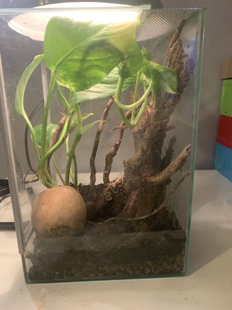 Terrarium dla gekona